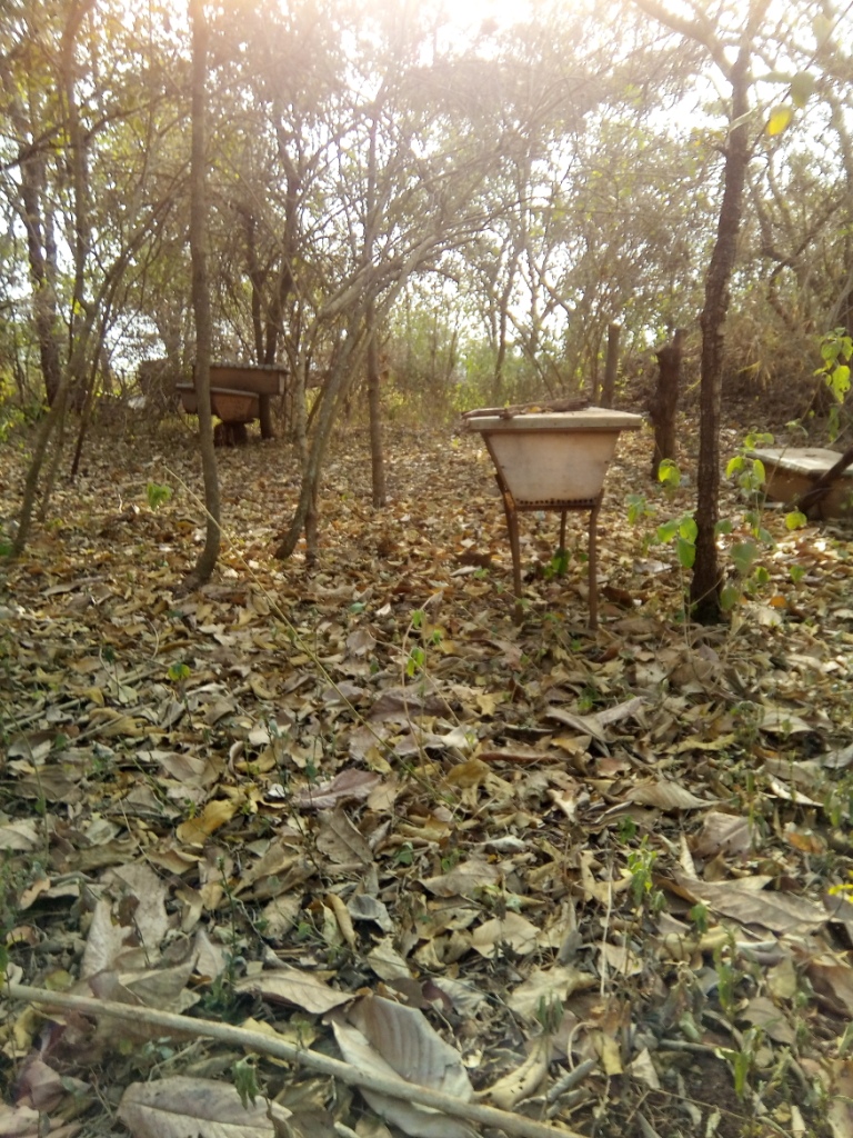 Queen-Elizabeth-Beekeepers-Venture